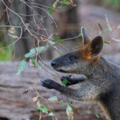 Wallabia bicolor at Chiltern-Mt Pilot National Park - 25 Feb 2024