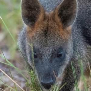 Wallabia bicolor at Chiltern-Mt Pilot National Park - 25 Feb 2024