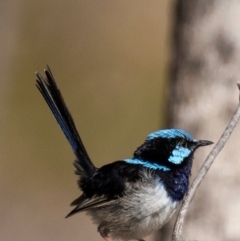 Malurus cyaneus (Superb Fairywren) at Chiltern, VIC - 22 Feb 2024 by Petesteamer