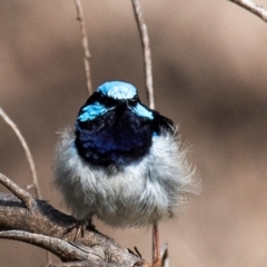 Malurus cyaneus at Chiltern-Mt Pilot National Park - 23 Feb 2024