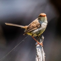 Malurus cyaneus (Superb Fairywren) at Chiltern Valley, VIC - 23 Feb 2024 by Petesteamer