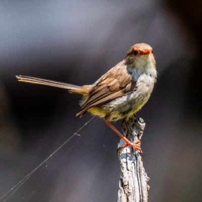 Malurus cyaneus (Superb Fairywren) at Chiltern-Mt Pilot National Park - 23 Feb 2024 by Petesteamer