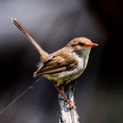 Malurus cyaneus at Chiltern-Mt Pilot National Park - 23 Feb 2024