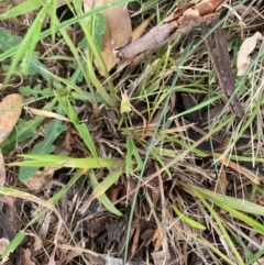 Ehrharta erecta (Panic Veldtgrass) at Kambah, ACT - 29 Feb 2024 by mcosgrove