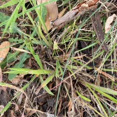 Ehrharta erecta (Panic Veldtgrass) at Kambah, ACT - 29 Feb 2024 by mcosgrove