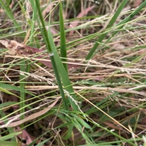 Ehrharta erecta at Kambah, ACT - 29 Feb 2024