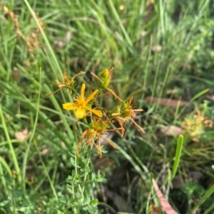 Hypericum perforatum at Kambah, ACT - 29 Feb 2024 08:36 AM