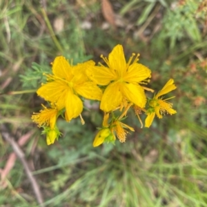 Hypericum perforatum at Kambah, ACT - 29 Feb 2024 08:36 AM