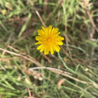 Hypochaeris radicata (Cat's Ear, Flatweed) at Kambah, ACT - 29 Feb 2024 by mcosgrove