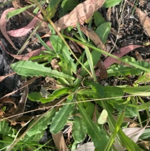 Hypochaeris radicata at Kambah, ACT - 29 Feb 2024