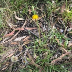 Hypochaeris radicata at Kambah, ACT - 29 Feb 2024 08:37 AM