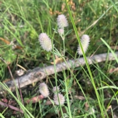 Trifolium arvense at Kambah, ACT - 29 Feb 2024 08:36 AM