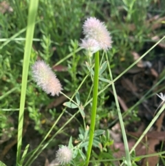 Trifolium arvense at Kambah, ACT - 29 Feb 2024 08:36 AM