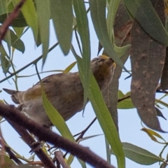 Pardalotus striatus (Striated Pardalote) at Chiltern, VIC - 22 Feb 2024 by Petesteamer