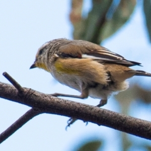 Pardalotus striatus at Chiltern-Mt Pilot National Park - 23 Feb 2024