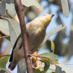Pardalotus striatus at Chiltern-Mt Pilot National Park - 23 Feb 2024 09:58 AM