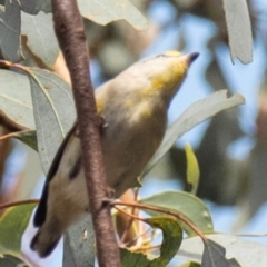 Pardalotus striatus at Chiltern-Mt Pilot National Park - 23 Feb 2024