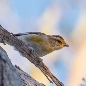 Pardalotus striatus at Chiltern-Mt Pilot National Park - 24 Feb 2024