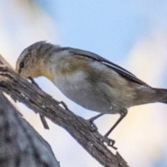 Pardalotus striatus at Chiltern-Mt Pilot National Park - 24 Feb 2024