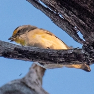 Pardalotus striatus at Chiltern-Mt Pilot National Park - 24 Feb 2024 06:48 AM