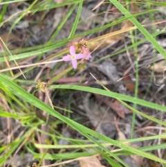 Centaurium tenuiflorum (Branched Centaury) at Kambah, ACT - 29 Feb 2024 by mcosgrove