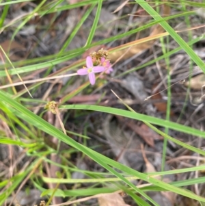 Centaurium tenuiflorum at Kambah, ACT - 29 Feb 2024