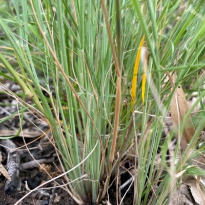 Eragrostis curvula (African Lovegrass) at Kambah, ACT - 29 Feb 2024 by mcosgrove