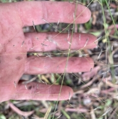 Eragrostis curvula at Kambah, ACT - 29 Feb 2024