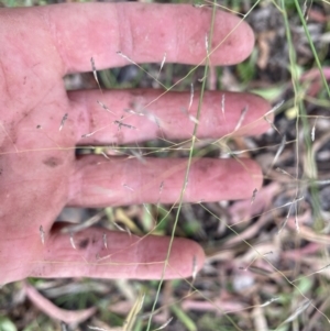 Eragrostis curvula at Kambah, ACT - 29 Feb 2024