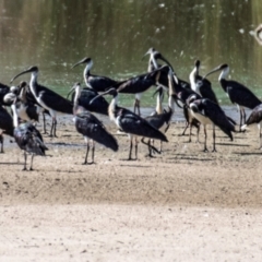 Threskiornis spinicollis (Straw-necked Ibis) at Chiltern Valley, VIC - 23 Feb 2024 by Petesteamer