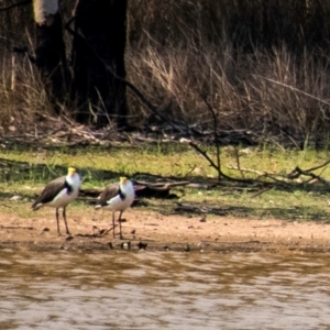 Vanellus miles at Chiltern-Mt Pilot National Park - 23 Feb 2024 12:04 PM