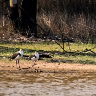 Vanellus miles (Masked Lapwing) at Chiltern Valley, VIC - 23 Feb 2024 by Petesteamer