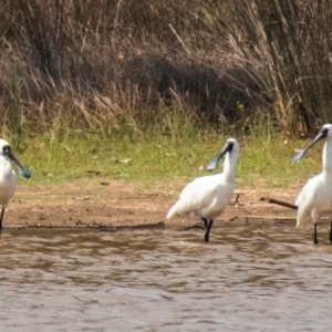 Platalea regia at Chiltern-Mt Pilot National Park - 23 Feb 2024