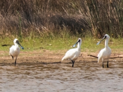 Platalea regia (Royal Spoonbill) at Chiltern-Mt Pilot National Park - 23 Feb 2024 by Petesteamer