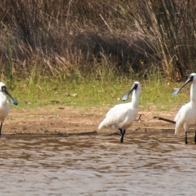 Platalea regia (Royal Spoonbill) at Chiltern Valley, VIC - 23 Feb 2024 by Petesteamer