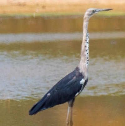 Ardea pacifica (White-necked Heron) at Chiltern Valley, VIC - 23 Feb 2024 by Petesteamer