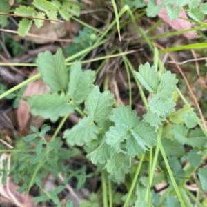 Sanguisorba minor at Kambah, ACT - 29 Feb 2024