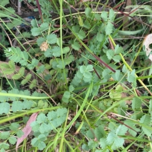 Sanguisorba minor at Kambah, ACT - 29 Feb 2024