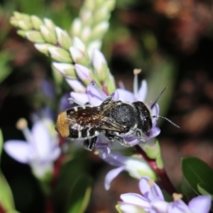 Megachile ferox at Goulburn, NSW - 26 Feb 2024