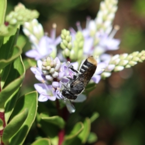 Megachile ferox at Goulburn, NSW - 26 Feb 2024