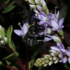 Megachile ferox at Goulburn, NSW - 26 Feb 2024