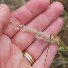 Digitaria brownii (Cotton Panic Grass) at Cooleman Ridge - 29 Feb 2024 by BethanyDunne