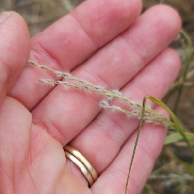 Digitaria brownii (Cotton Panic Grass) at Chapman, ACT - 28 Feb 2024 by BethanyDunne