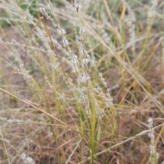 Digitaria brownii at Cooleman Ridge - 29 Feb 2024