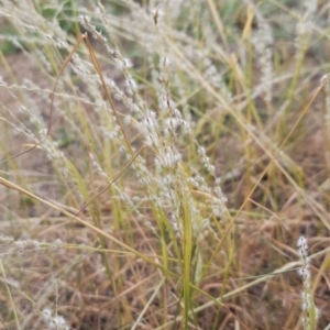 Digitaria brownii at Cooleman Ridge - 29 Feb 2024 09:55 AM