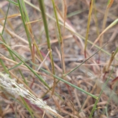 Digitaria brownii at Cooleman Ridge - 29 Feb 2024 09:55 AM