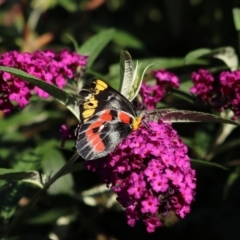 Delias harpalyce (Imperial Jezebel) at Goulburn, NSW - 23 Feb 2024 by Rixon