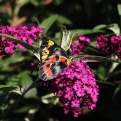 Delias harpalyce (Imperial Jezebel) at Goulburn, NSW - 22 Feb 2024 by Rixon