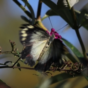 Delias harpalyce at Goulburn, NSW - 23 Feb 2024 08:38 AM