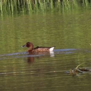 Aythya australis at Goulburn, NSW - 22 Feb 2024